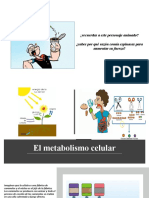 Presentación Metabolismo