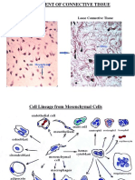 Development of Connective Tissue Cells