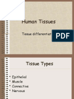 Human Tissues: Tissue Differentiation