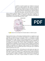 Sintesis de Trialcilgliceroles