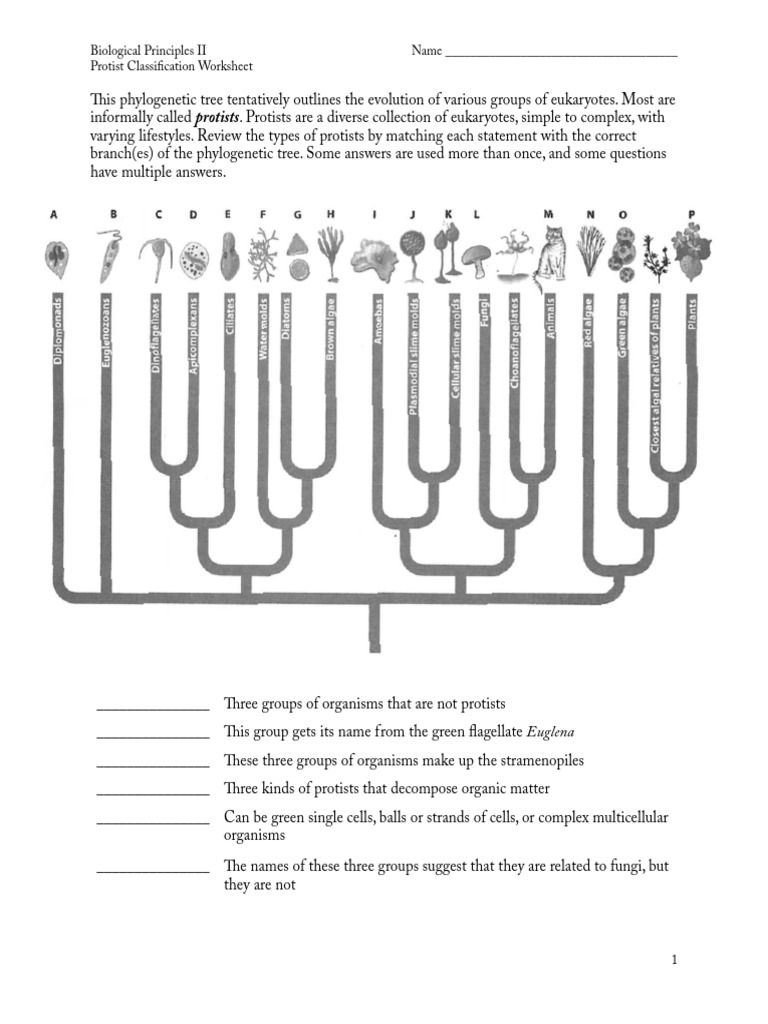Protist Classification Worksheet | PDF | Eukaryotes | Organisms