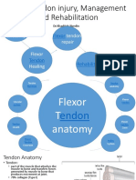 Flexor Tendon Injury, Management and Rehabilitation