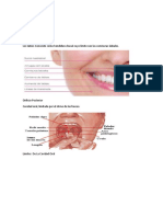 Dentición Humana