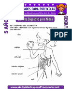 Sistema Digestivo para Niños para Niños de 5 Años