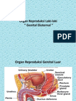 Organ Eksternal Laki-Laki