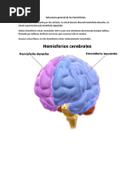 Estructura general de los hemisferios