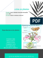 Biología Reproduccion en Plantas