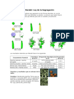 Primera Ley de Mendel