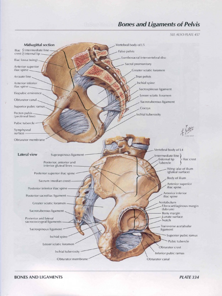 NETTER-Pelvis and Perineum | PDF