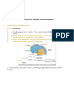 Laboratorio Bases Biológicas Del Neurodesarrollo