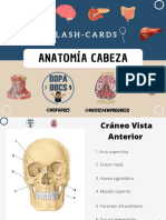 Anatomía cabeza flashcards