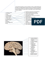 Explore Su Cerebro