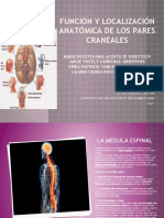 Función y Localización Anatómica de Los Pares Craneales