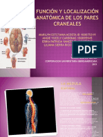 Función y Localización Anatómica de Los Pares Craneales