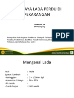 Budidaya Lada Perdu Di Pekarangan