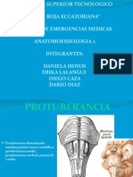 Anatomía de la protuberancia anular