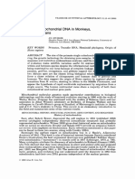 Evolution of Mitochondrial DNA in Monkeys, Apes, and Humans