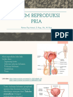 TM 13 Sistem Reproduksi Pria