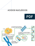 Introdução aos Ácidos nucléicos