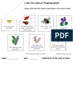 Life Cycle of Flowering Plants (Worksheet)