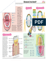 Scheda Anatomia Della Bocca