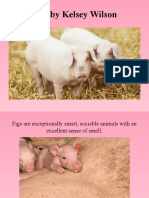 Pigs by Kelsey Wilson