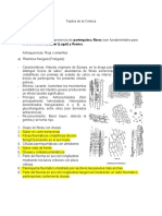 Identificación de Tejidos de Corteza, Botánica