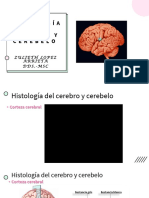 3-Histología Del Encéfalo y El Cerebro