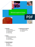 Neisseria gonorrheae