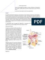 Sistema Tegumentario1