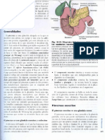 Histología Del Pancreas