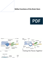 Sensory, Motor, Reflex Functions of The Brain Stem