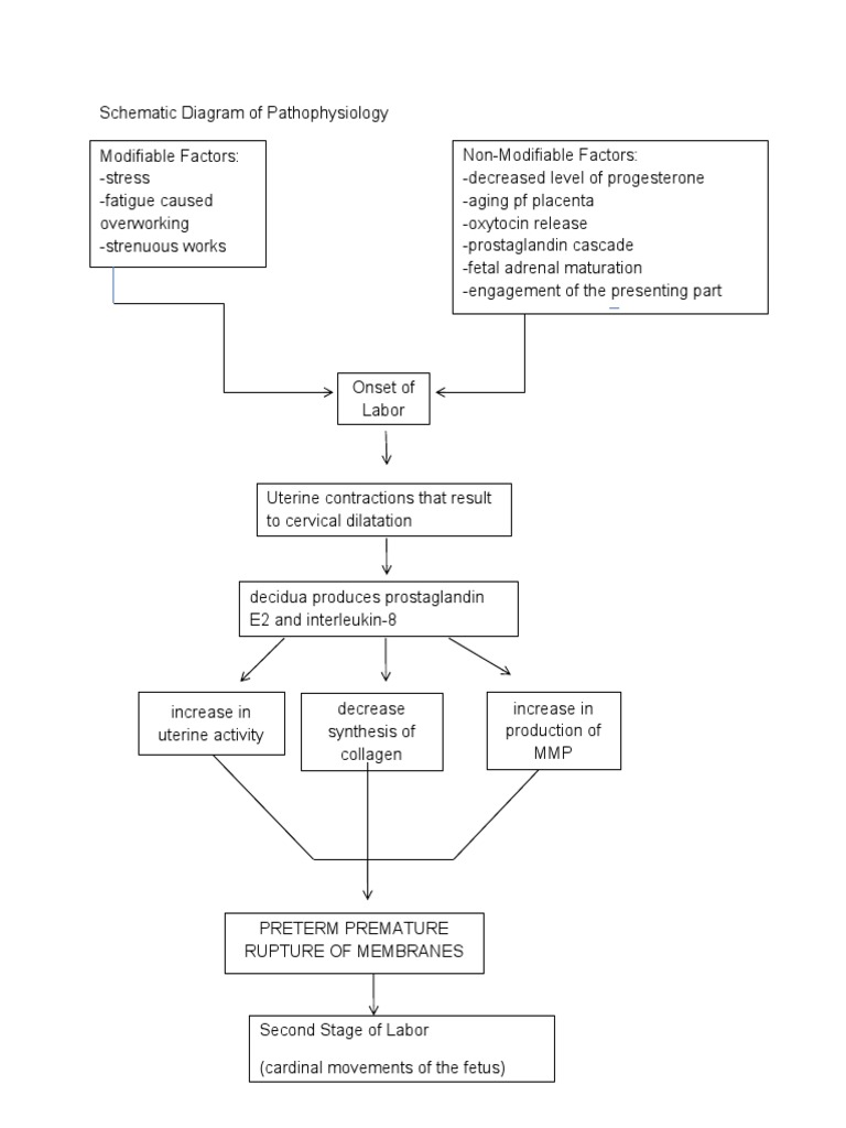 Pathophysiology of Labor and Delivery | PDF