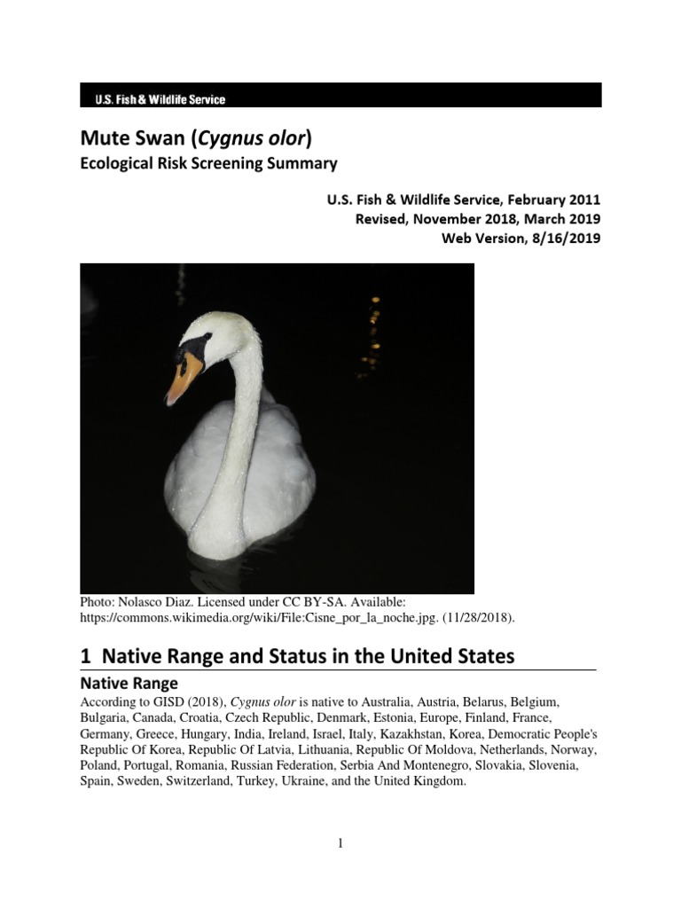 Mute Swan (Cygnus Olor) Ecological Risk Screening Summary PDF