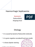 Haemorrhagic Septicaemia