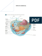 Parts of A Human Cell