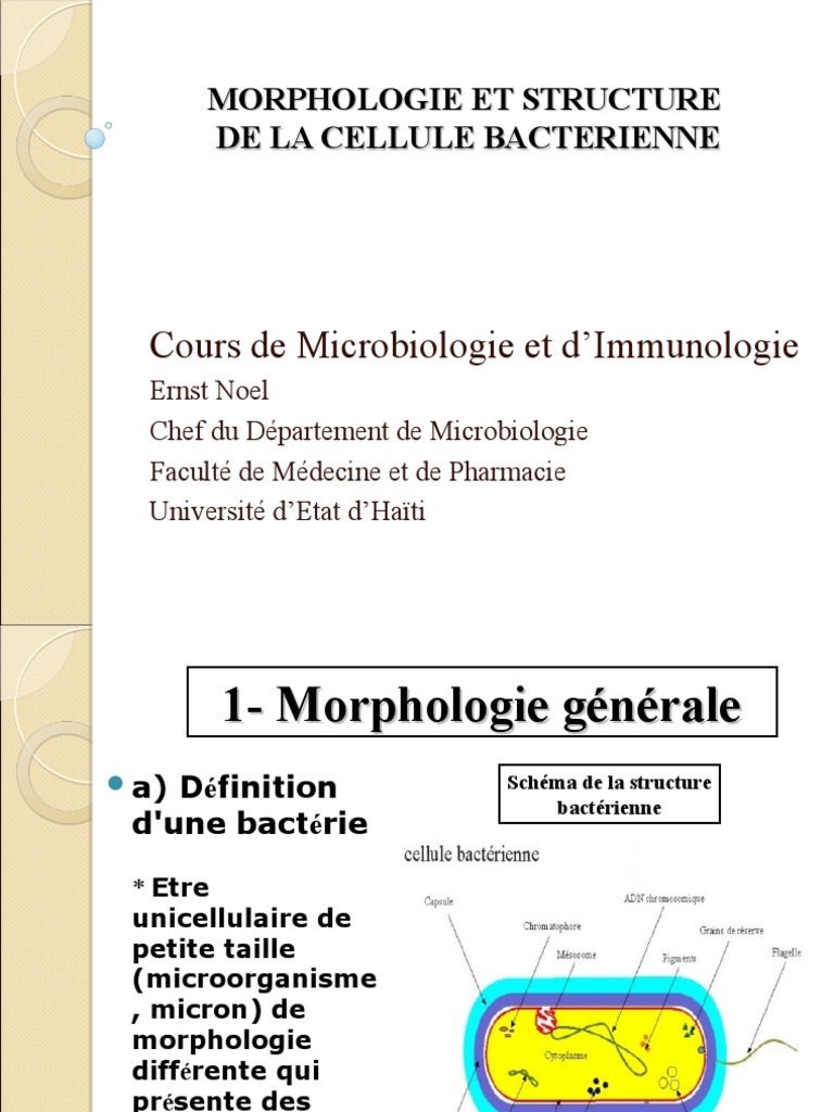 Morphologie Et Structures Des Bacteries | Télécharger gratuitement PDF ...