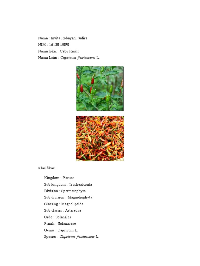 Cabe Rawit PDF