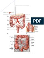 Colon Anatomy and Appendicitis Guide