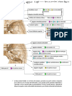 Anatomia Neuroanatomia