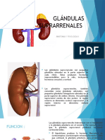 Glándulas Suprarrenales Anatomia