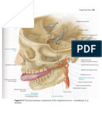 Figure V-7 General Sensory Component of The Trigeminal Nerve - Mandibular (V