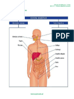 A.2.1 - Sistema Digestivo Humano - Ficha Informativa (1)