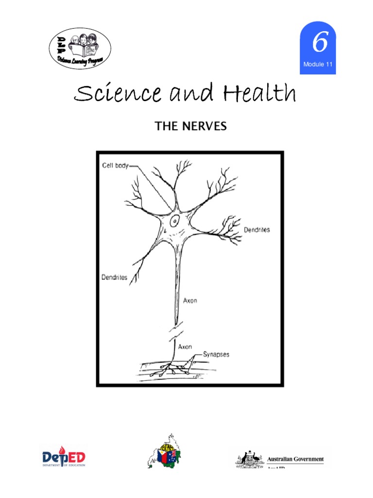 Understanding Neuron Structure and Function | PDF | Neuron | Axon