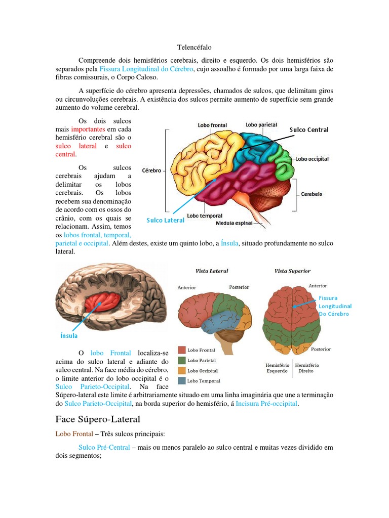 Resumo Telencéfalo | PDF | Telencéfalo | Cérebro, image size:768x1024