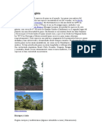 Especies de pino por región