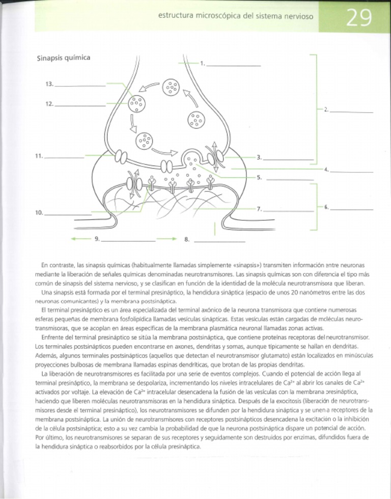 Sinapsis Química | PDF