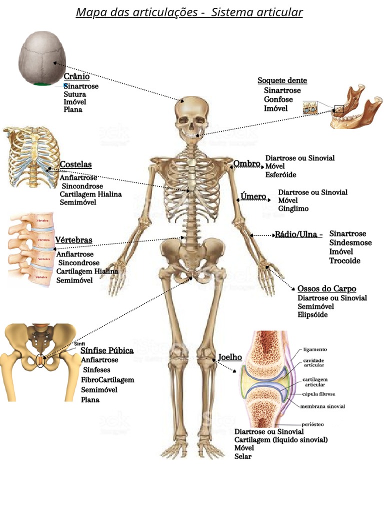Sistema Articular | PDF