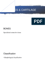 Bones & Cartilage