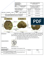 Echinoderm Description